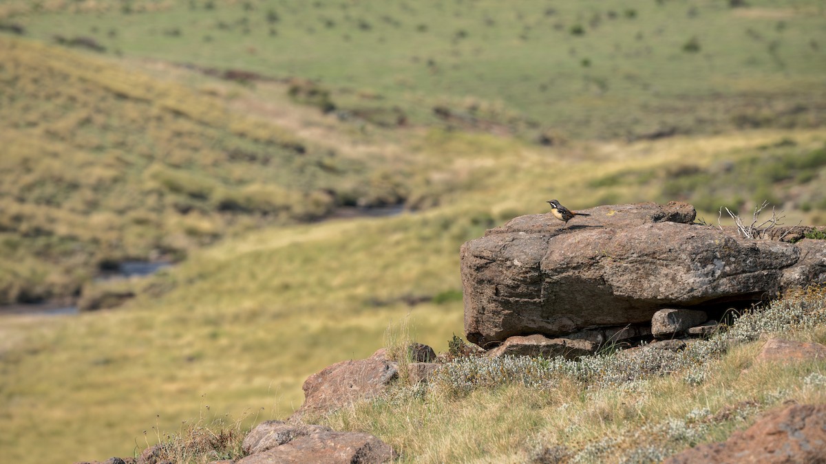 Скельник східний - ML618048588