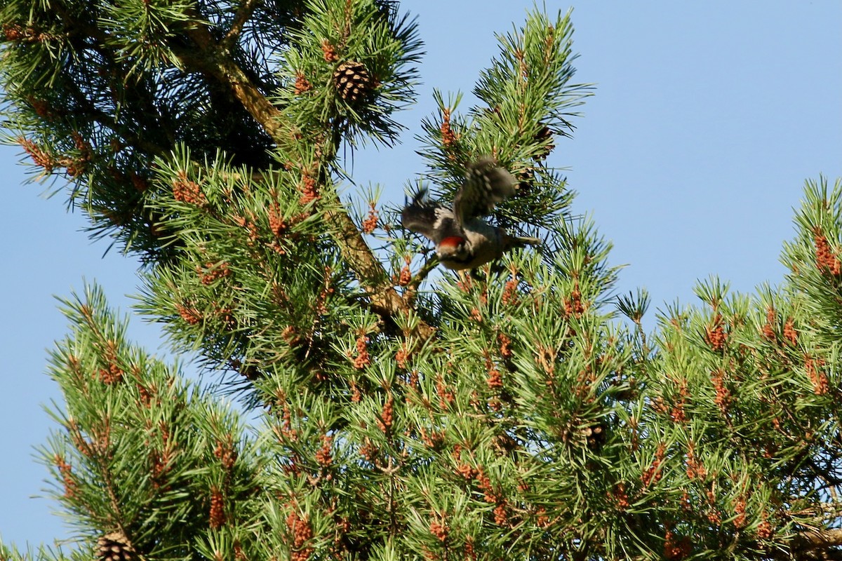 Great Spotted Woodpecker - ML618048602