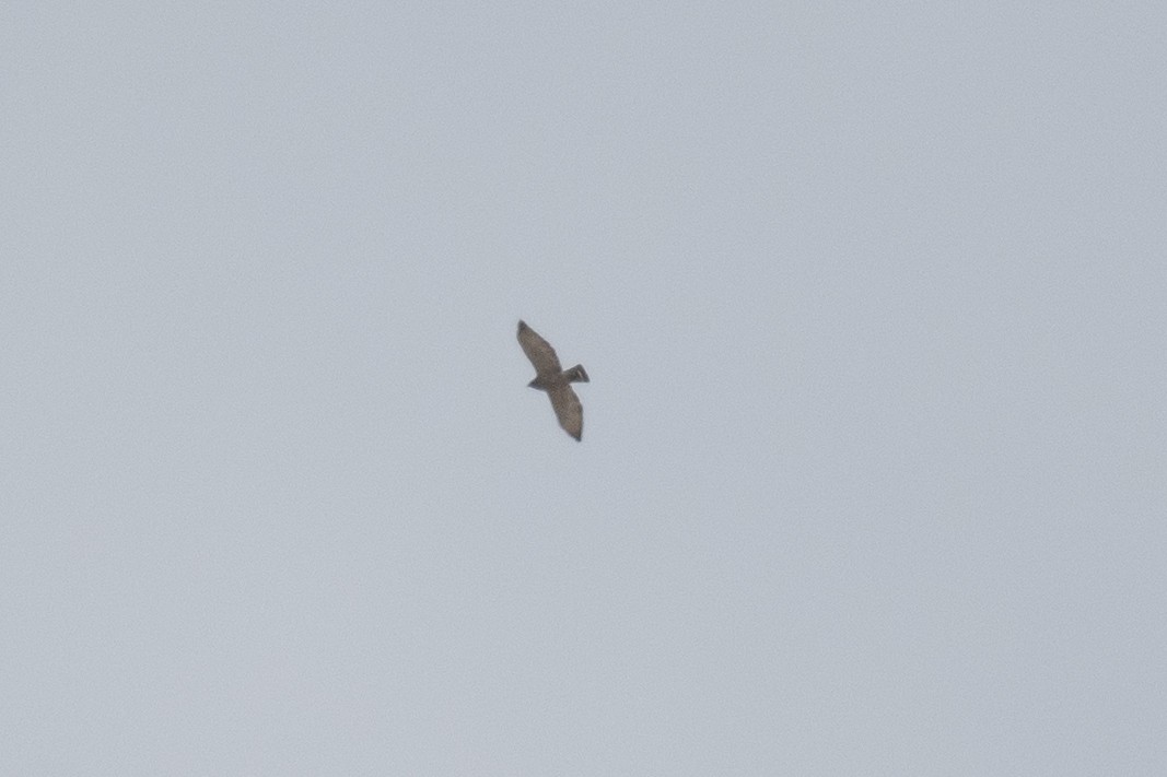 Broad-winged Hawk - Sebastian Jones