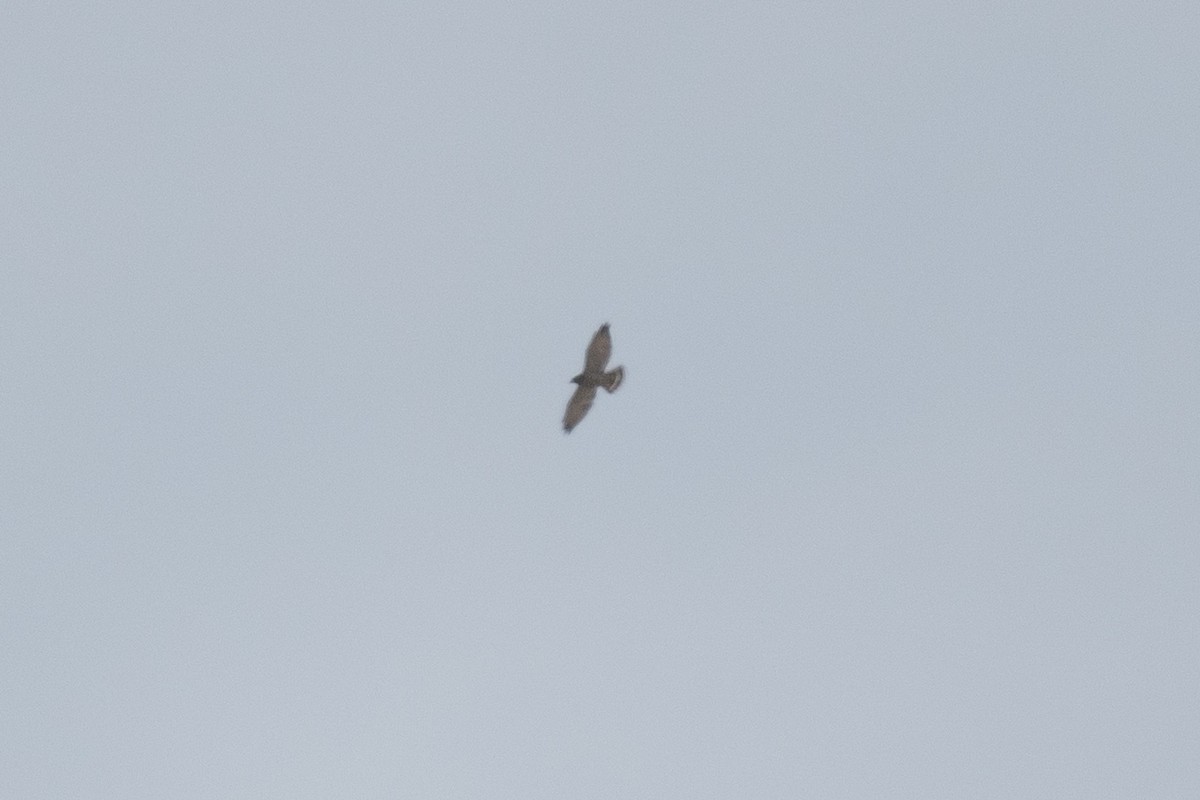 Broad-winged Hawk - Sebastian Jones