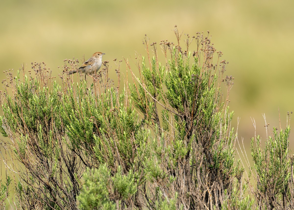 Wailing Cisticola - ML618048653