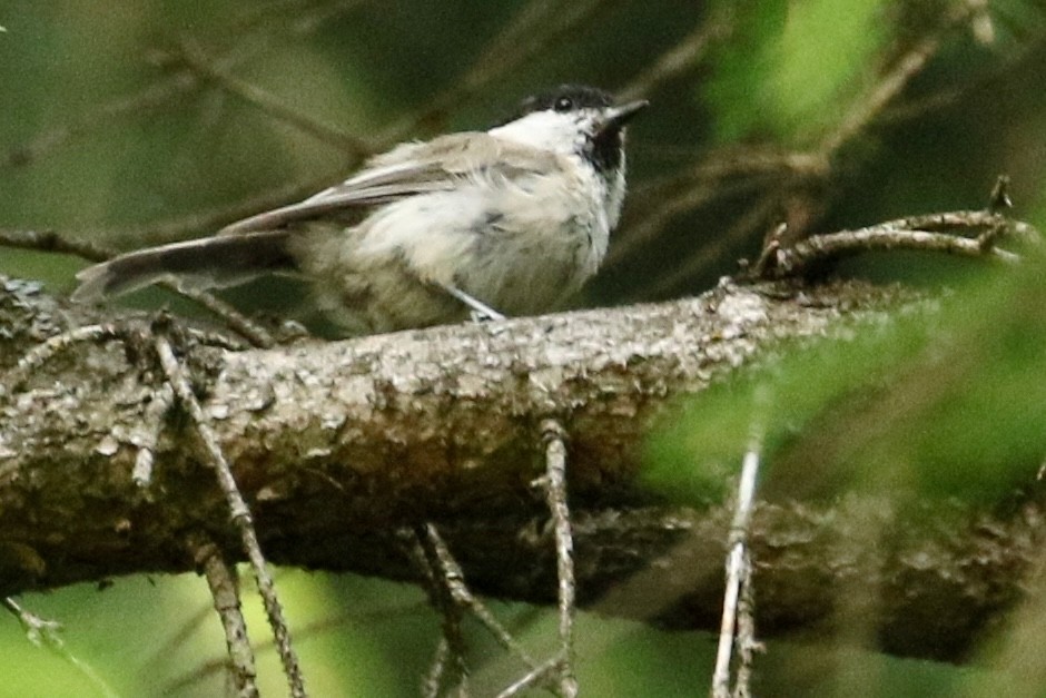 Marsh Tit - ML618048660