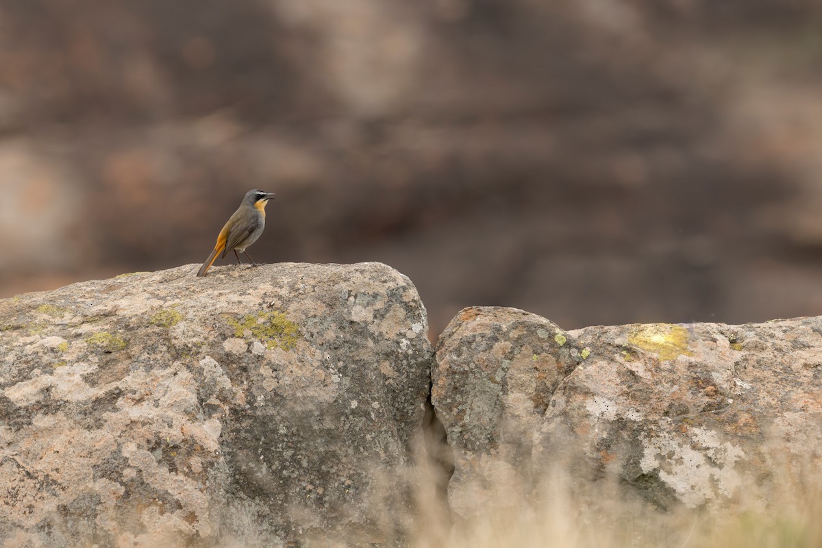 Cape Robin-Chat - ML618048662