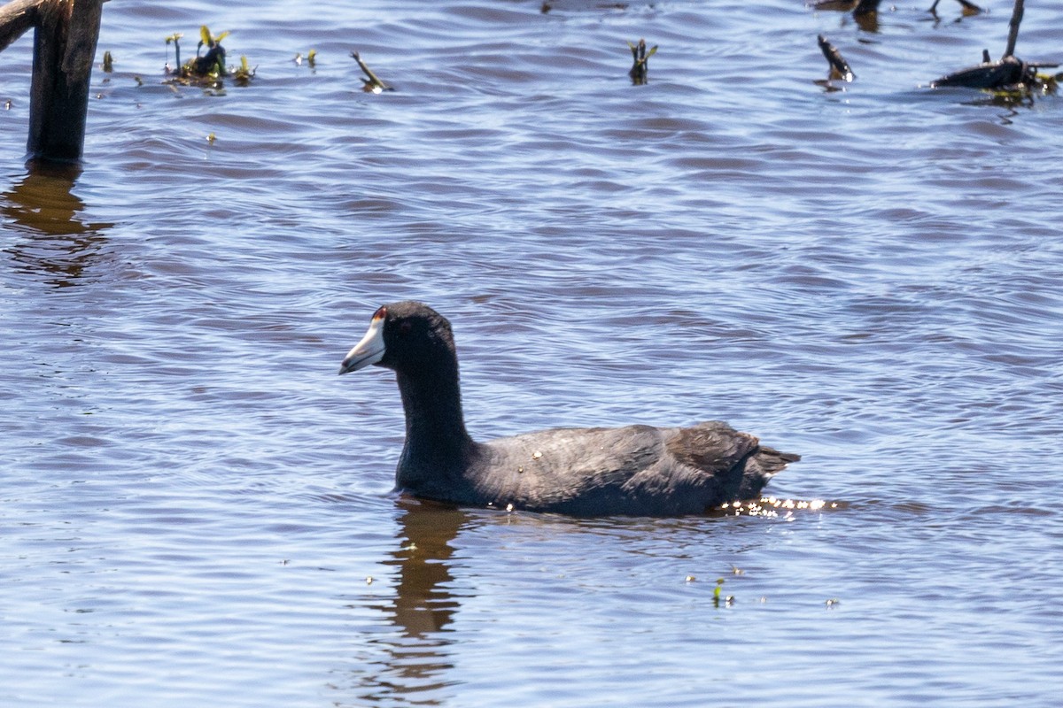 American Coot - ML618048667