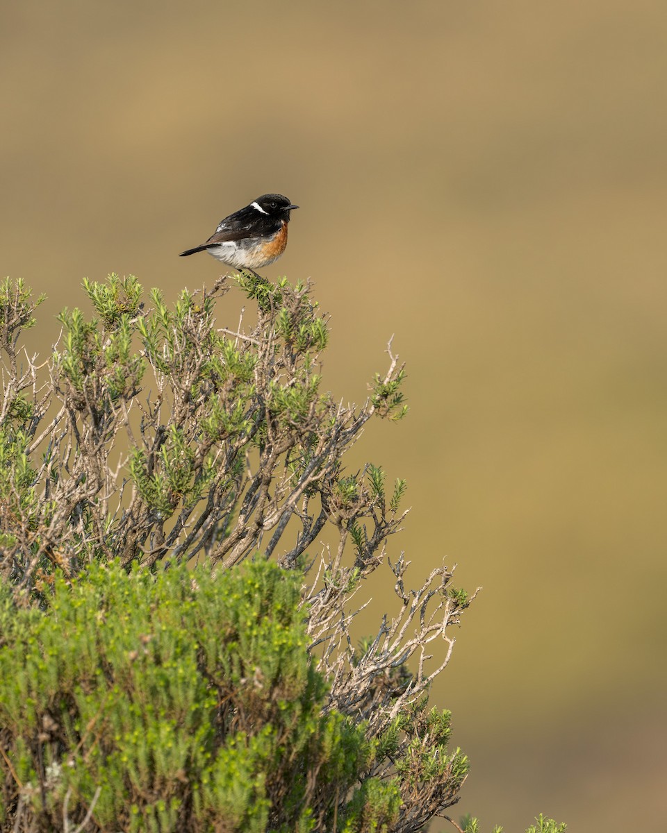 African Stonechat - Heyn de Kock