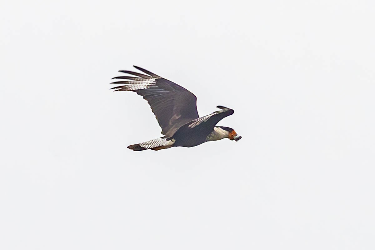 Crested Caracara - Mark  Laussade