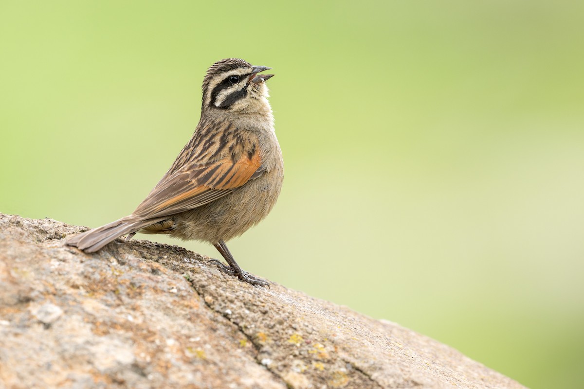 Вівсянка капська - ML618048698