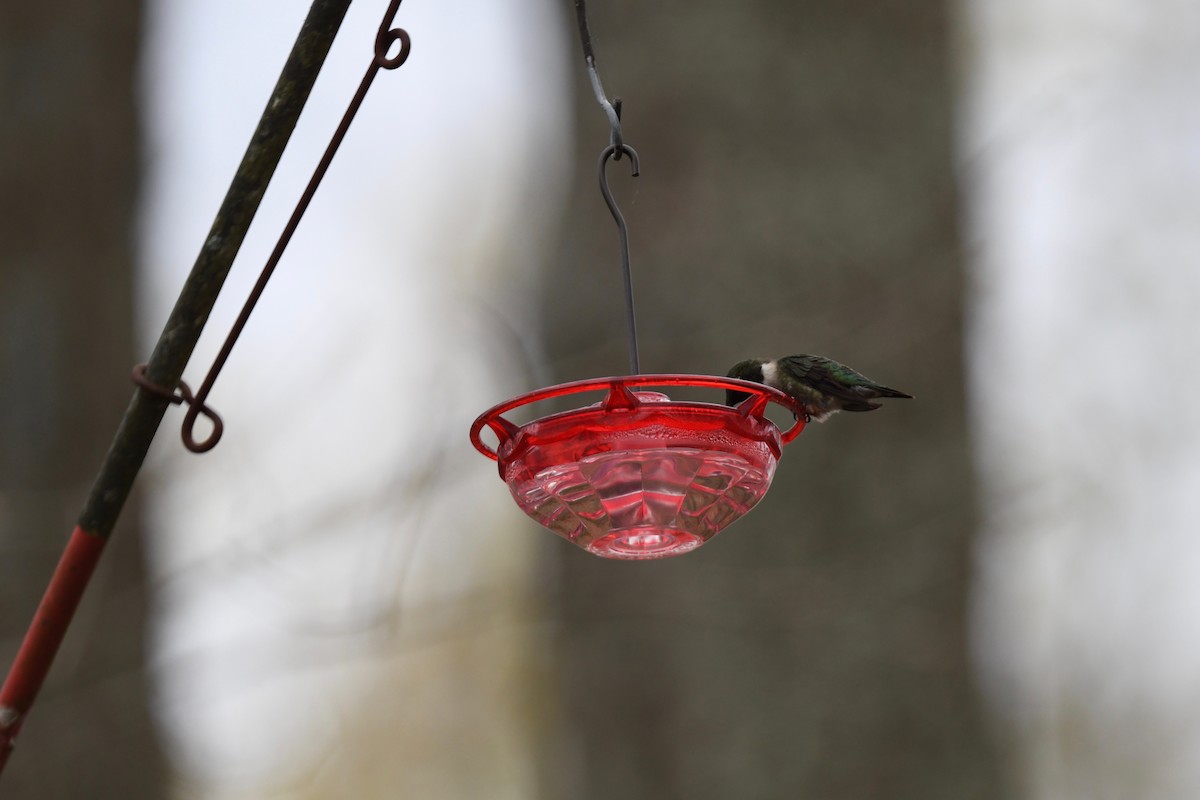 Colibri à gorge rubis - ML618048712