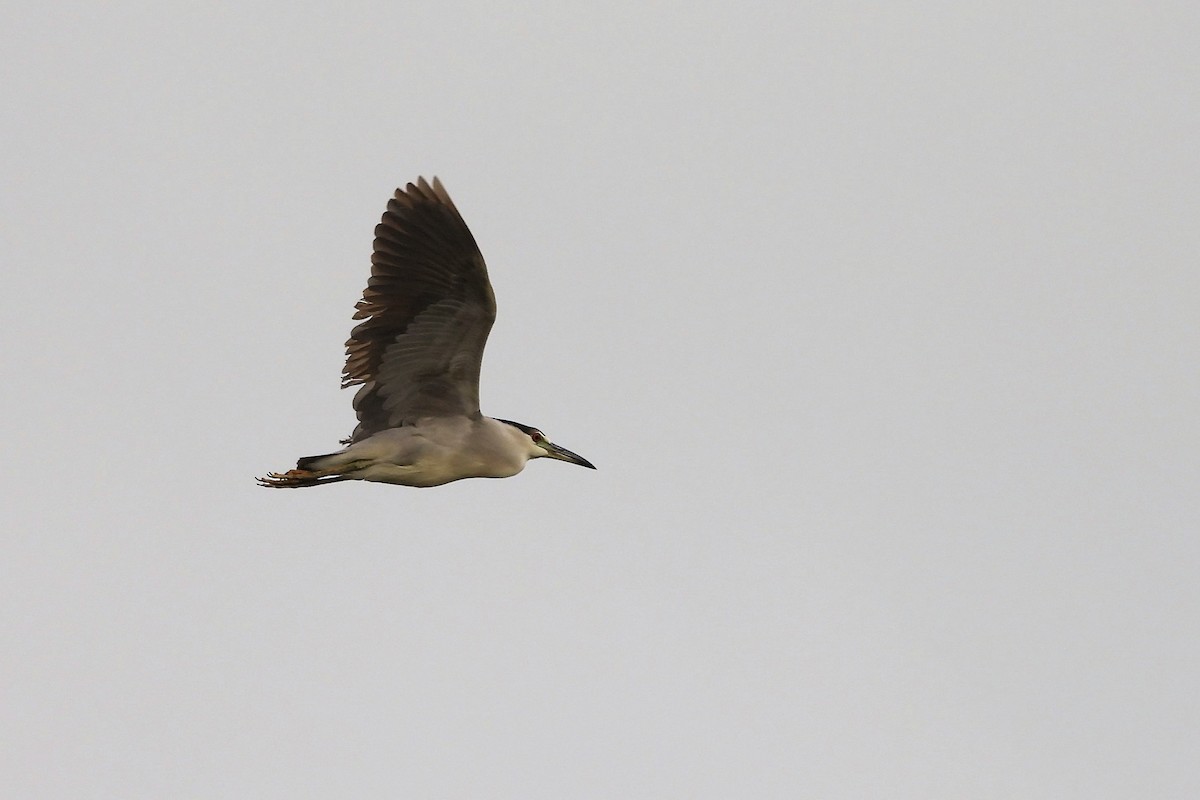 Black-crowned Night Heron - ML618048714