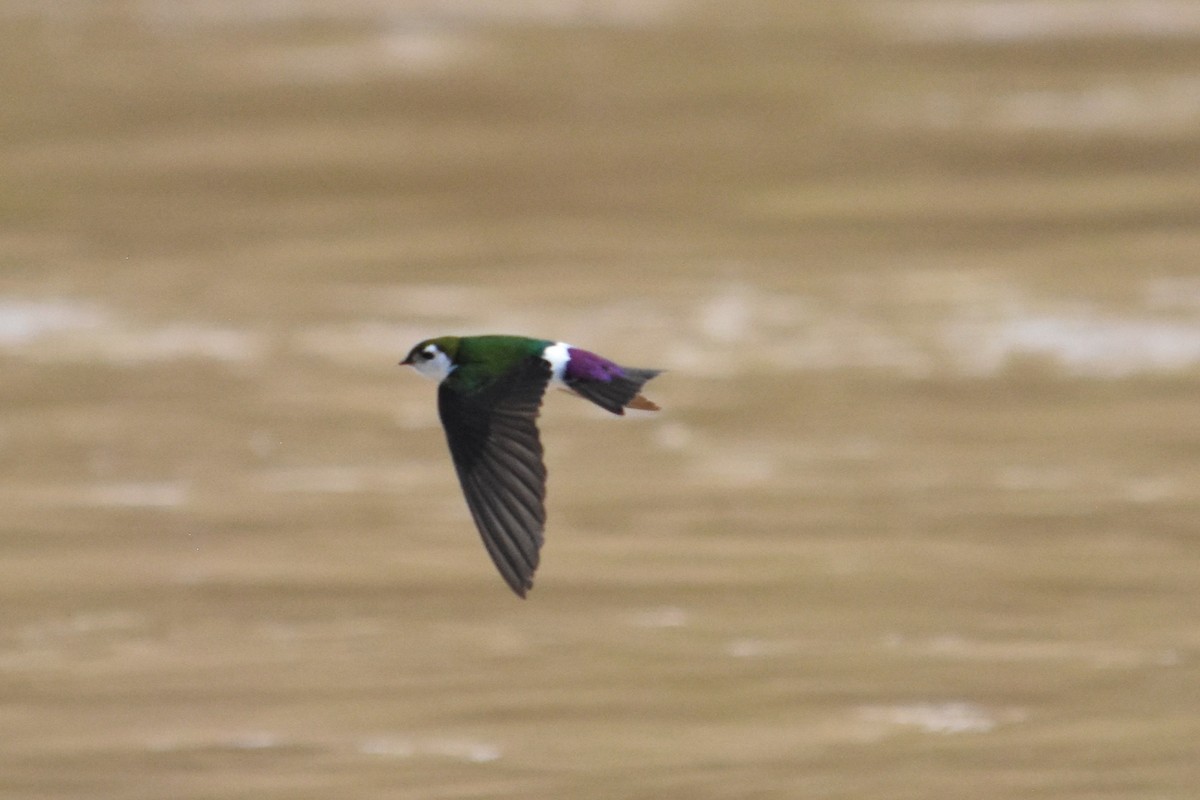 Violet-green Swallow - ML618048715