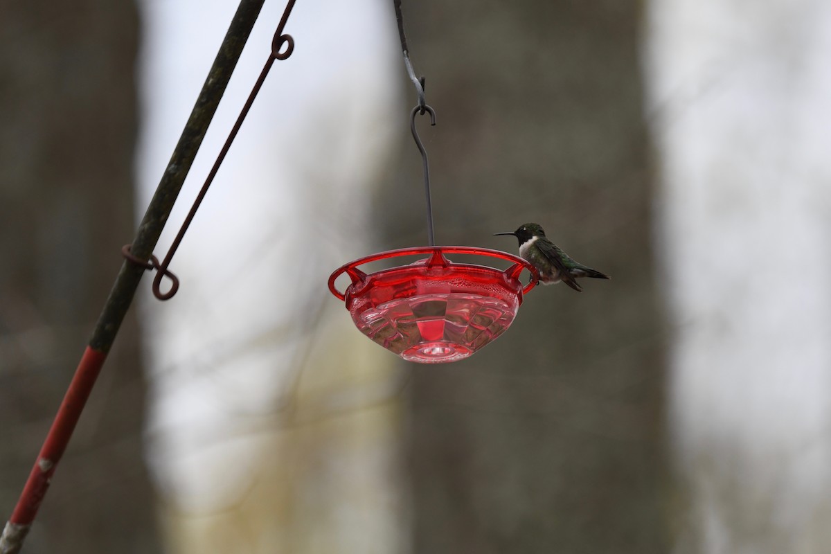 Colibri à gorge rubis - ML618048729