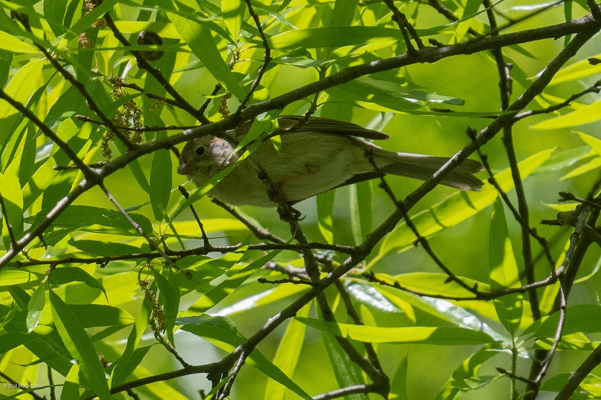 Field Sparrow - Martin Dellwo