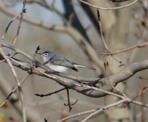 Blue-gray Gnatcatcher - ML618048750