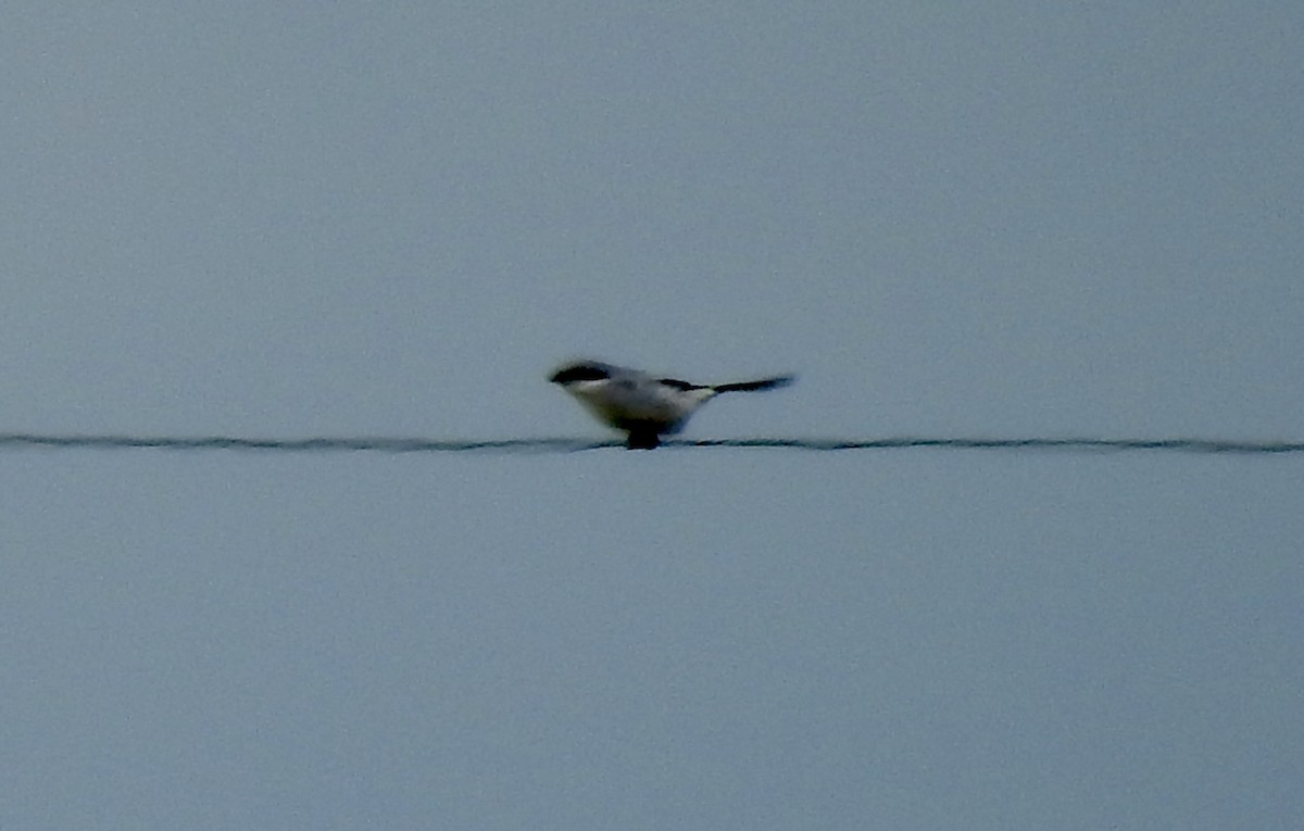 Loggerhead Shrike - Natalie Rekittke