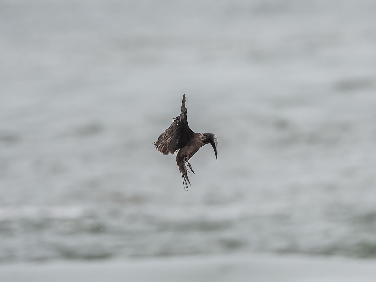 Black Noddy - Lee Wallace