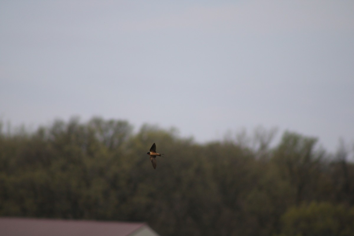 Barn Swallow - ML618048787