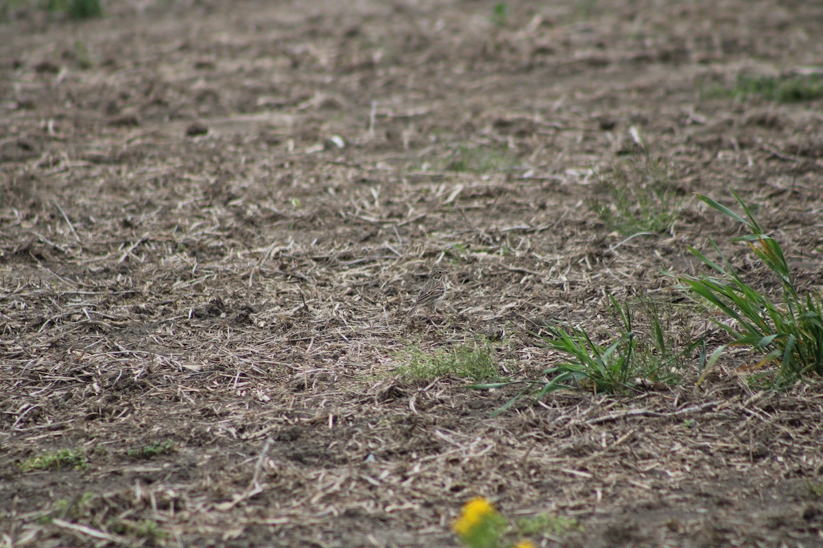 Field Sparrow - ML618048796