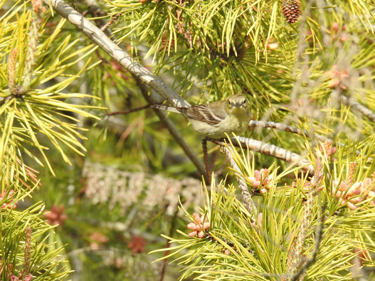 Pine Warbler - ML618048817