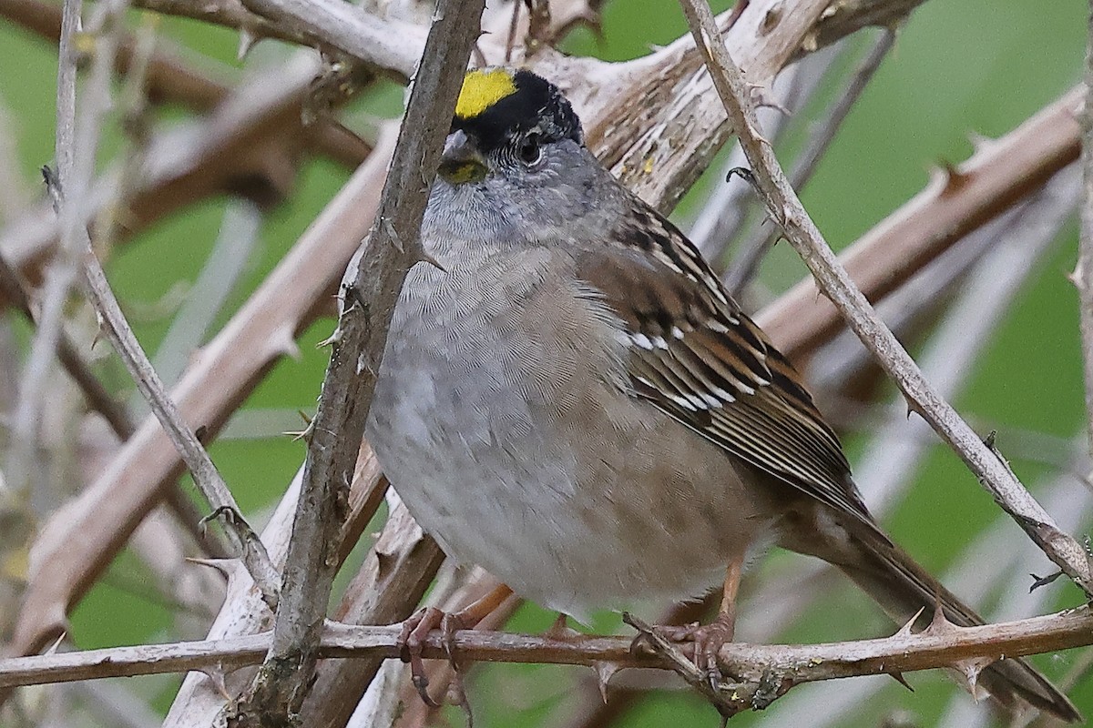 Golden-crowned Sparrow - ML618048836