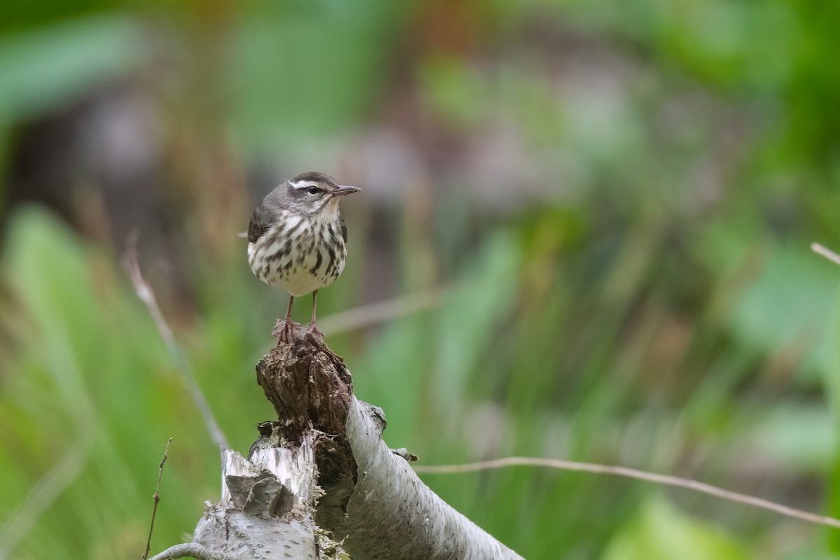 Louisiana Waterthrush - ML618048851