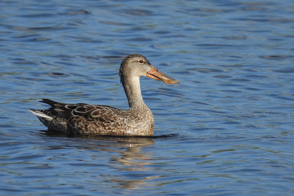 Northern Shoveler - ML618048869