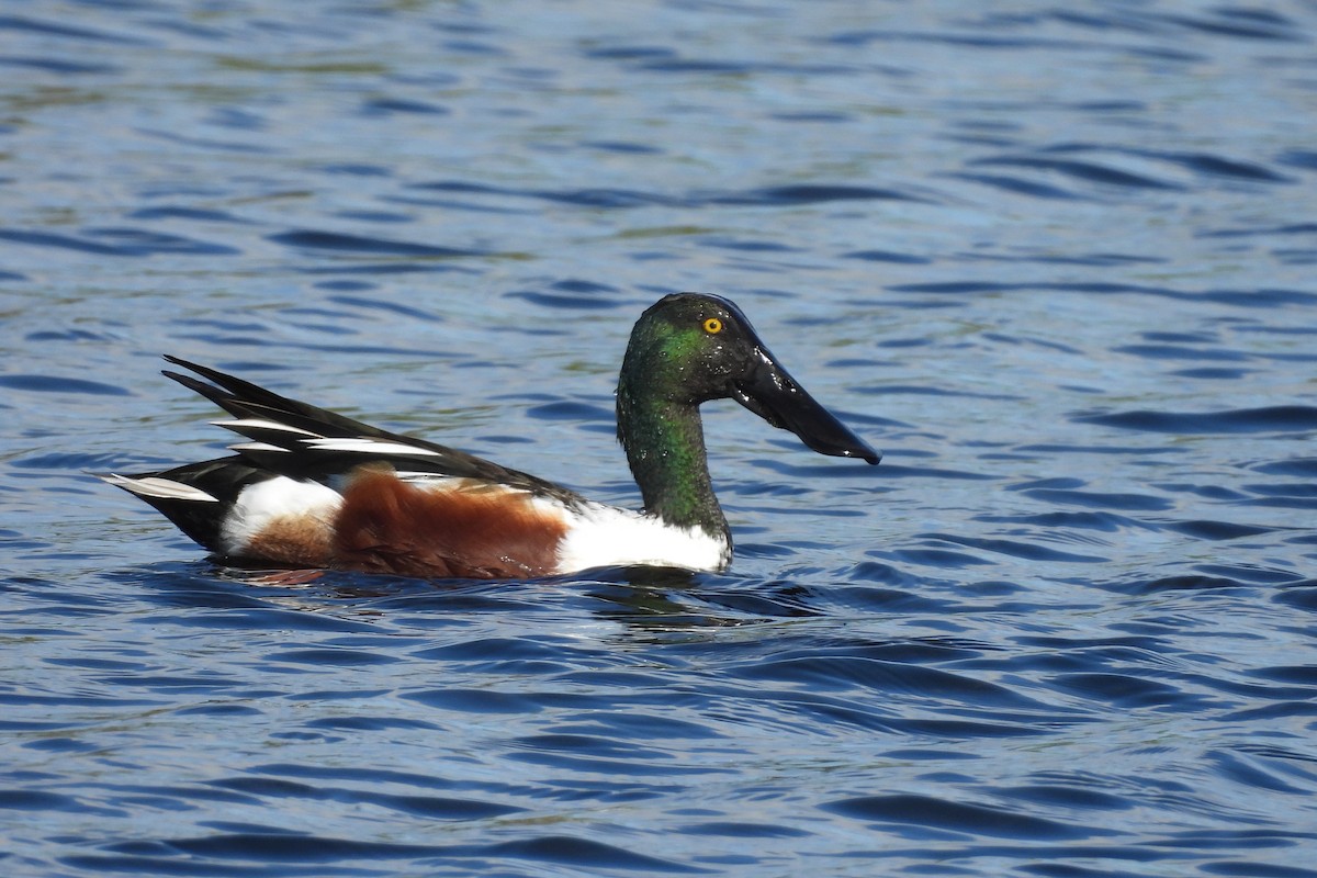 Northern Shoveler - ML618048888