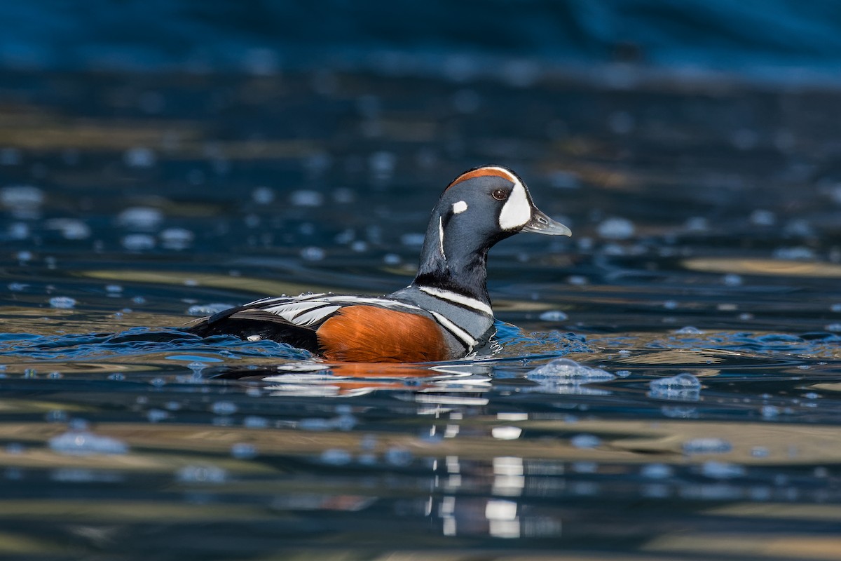 Harlequin Duck - Christian Briand