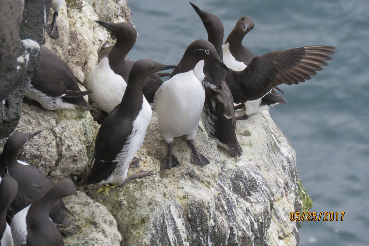 Common Murre - ML61804891