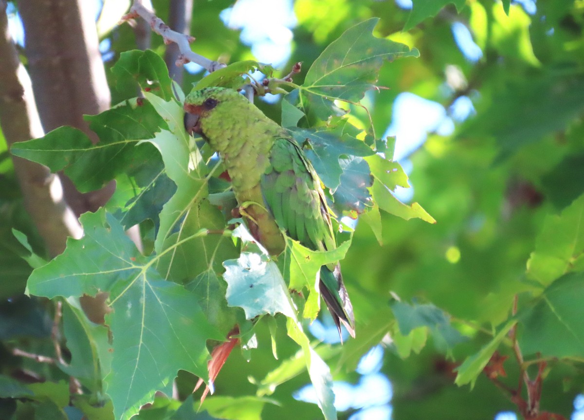 Austral Parakeet - ML618048928