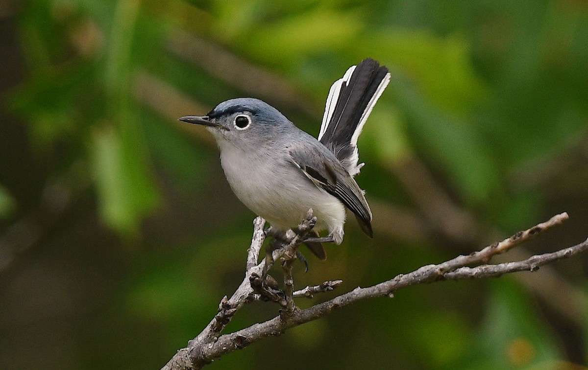 Blue-gray Gnatcatcher - Doug Orama