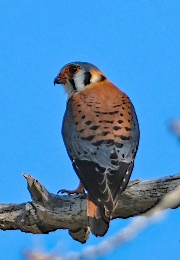 American Kestrel - ML618048959