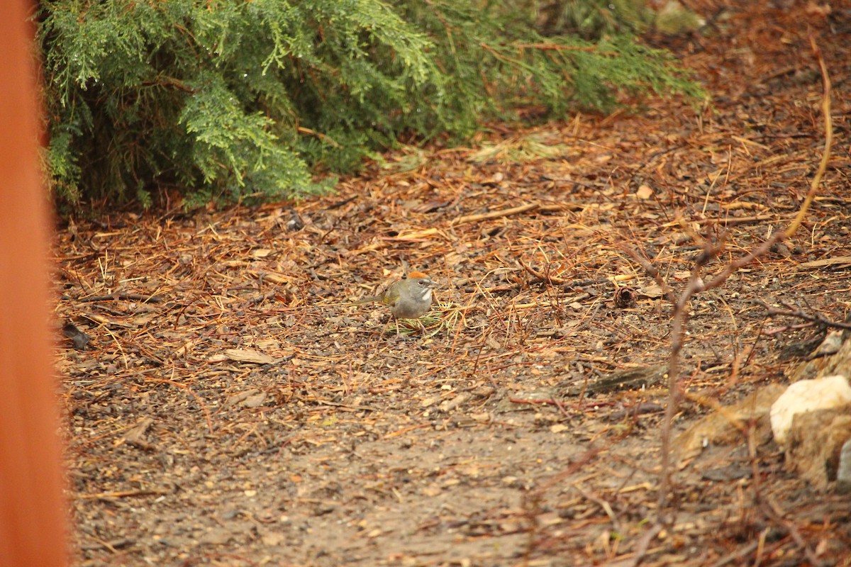 Green-tailed Towhee - ML618048962