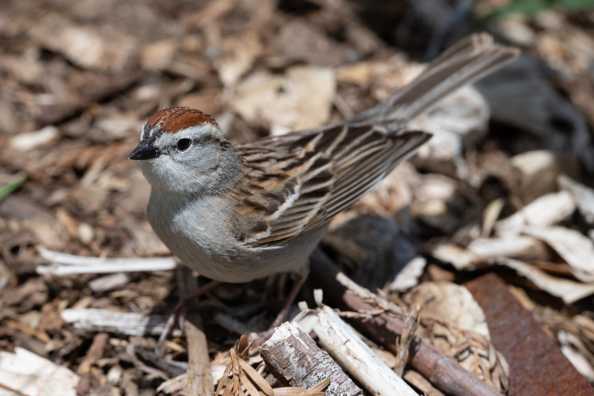 Chipping Sparrow - ML618048972