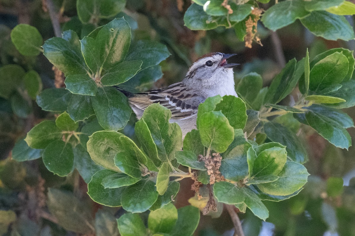 Chipping Sparrow - ML618048986