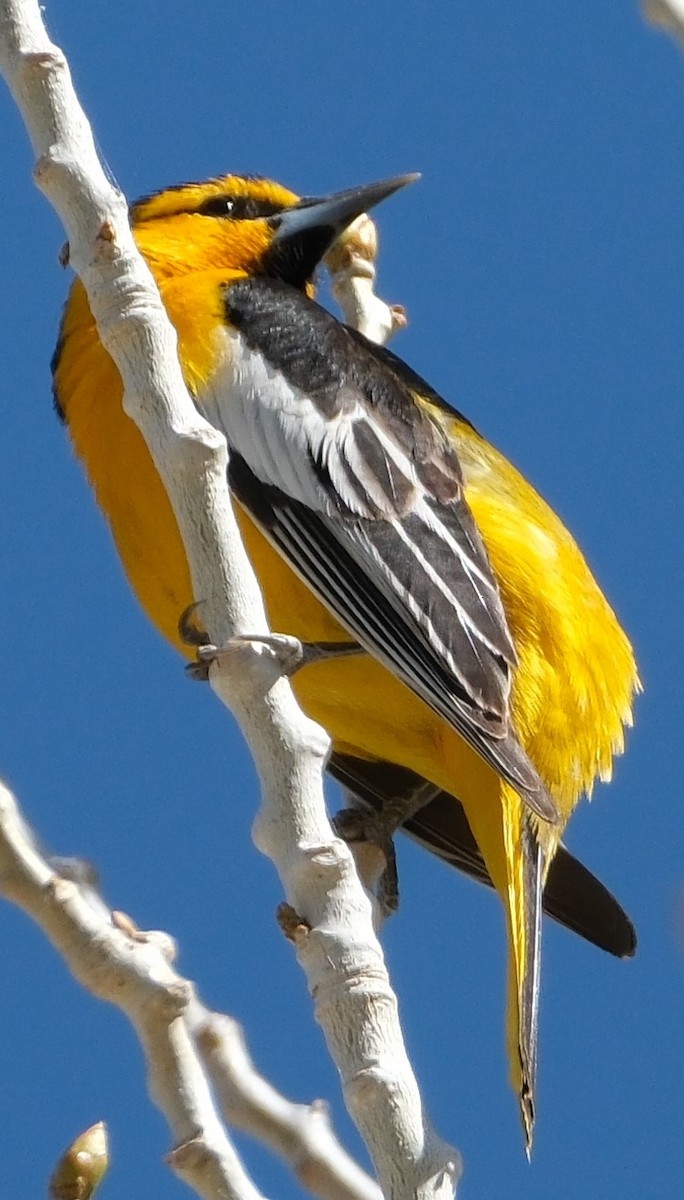 Bullock's Oriole - ML618048990