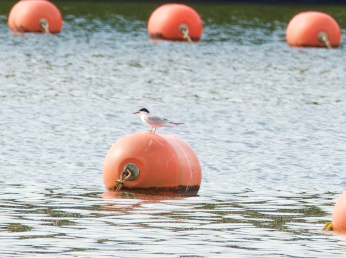 Forster's Tern - ML618049004