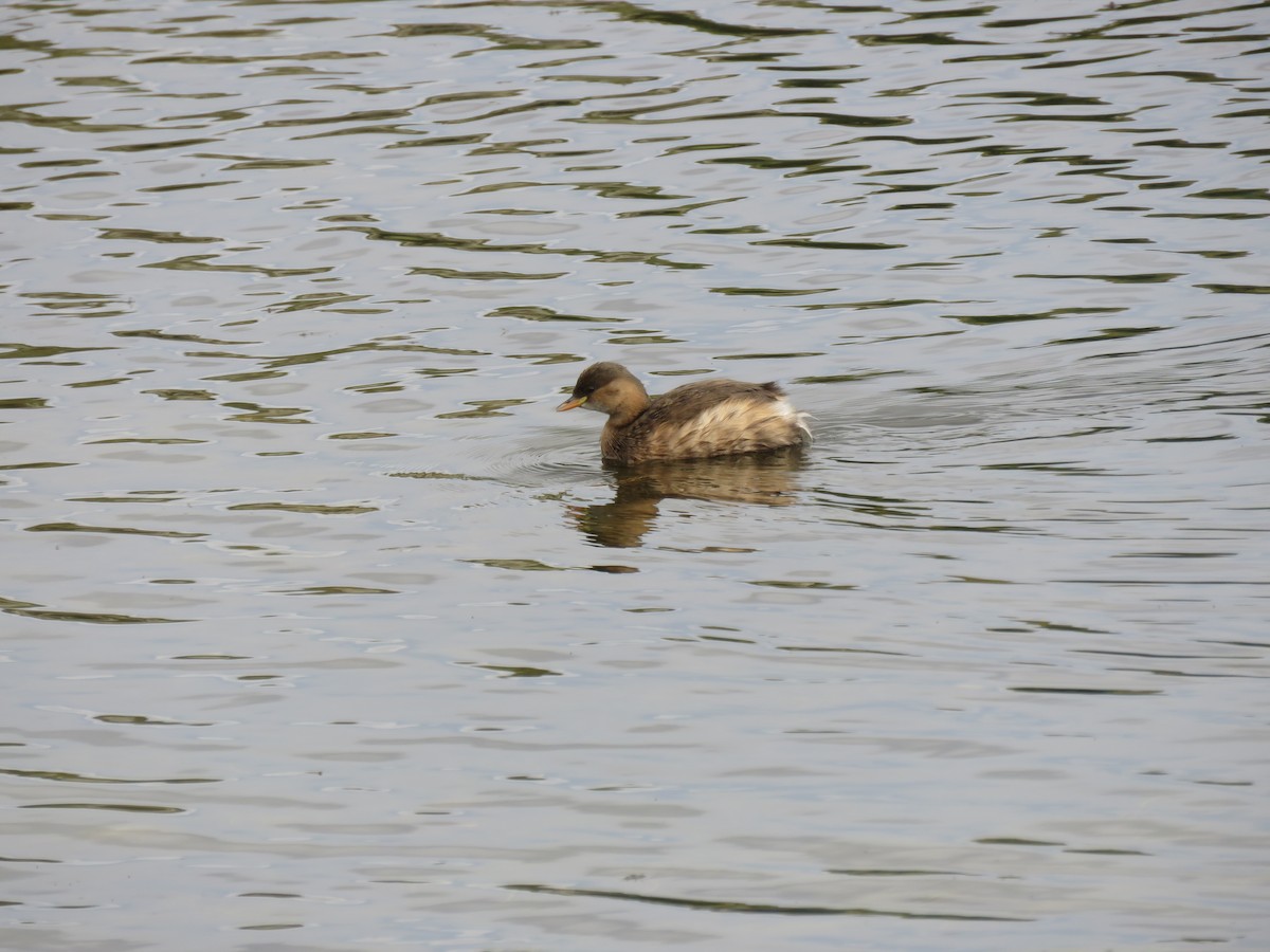 Little Grebe (Little) - ML618049016