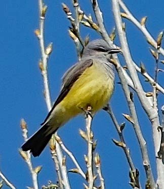 Western Kingbird - ML618049017