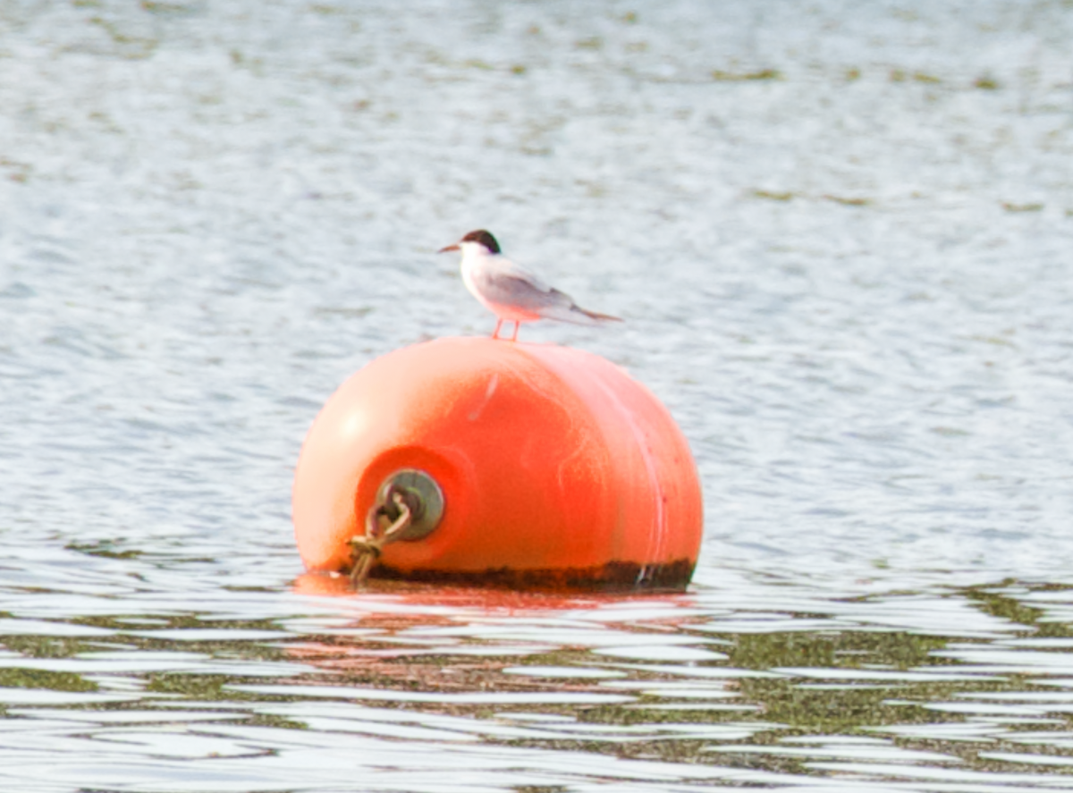 Forster's Tern - ML618049023