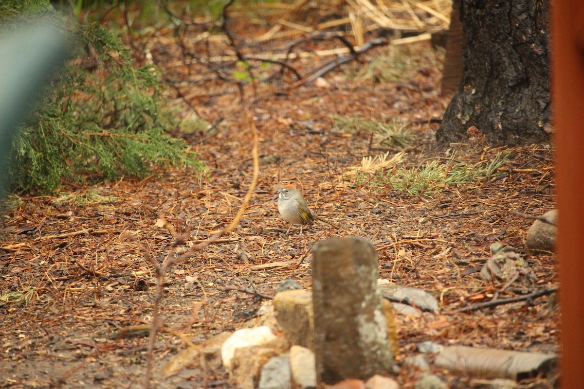 Green-tailed Towhee - ML618049030