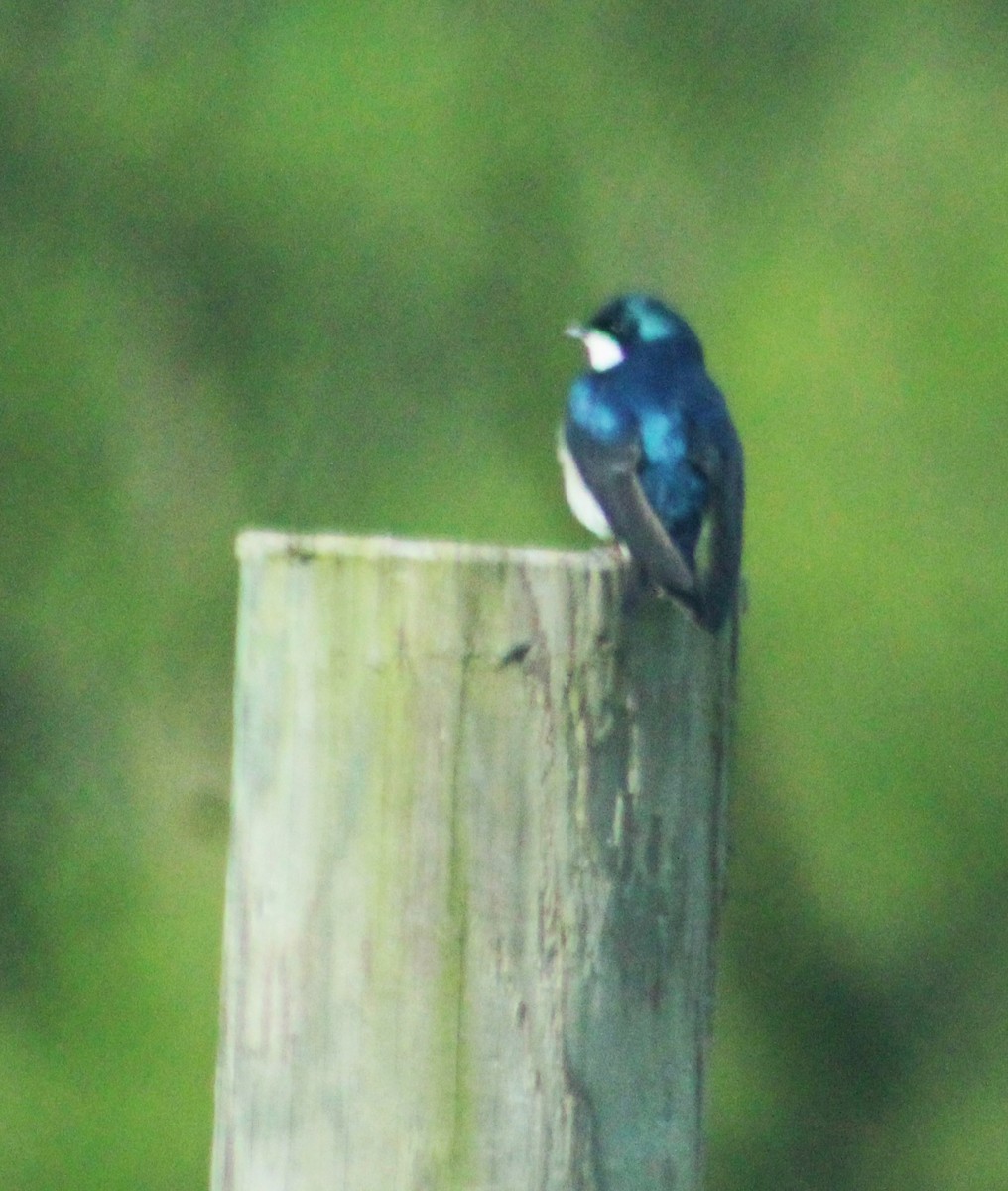 Tree Swallow - ML618049041