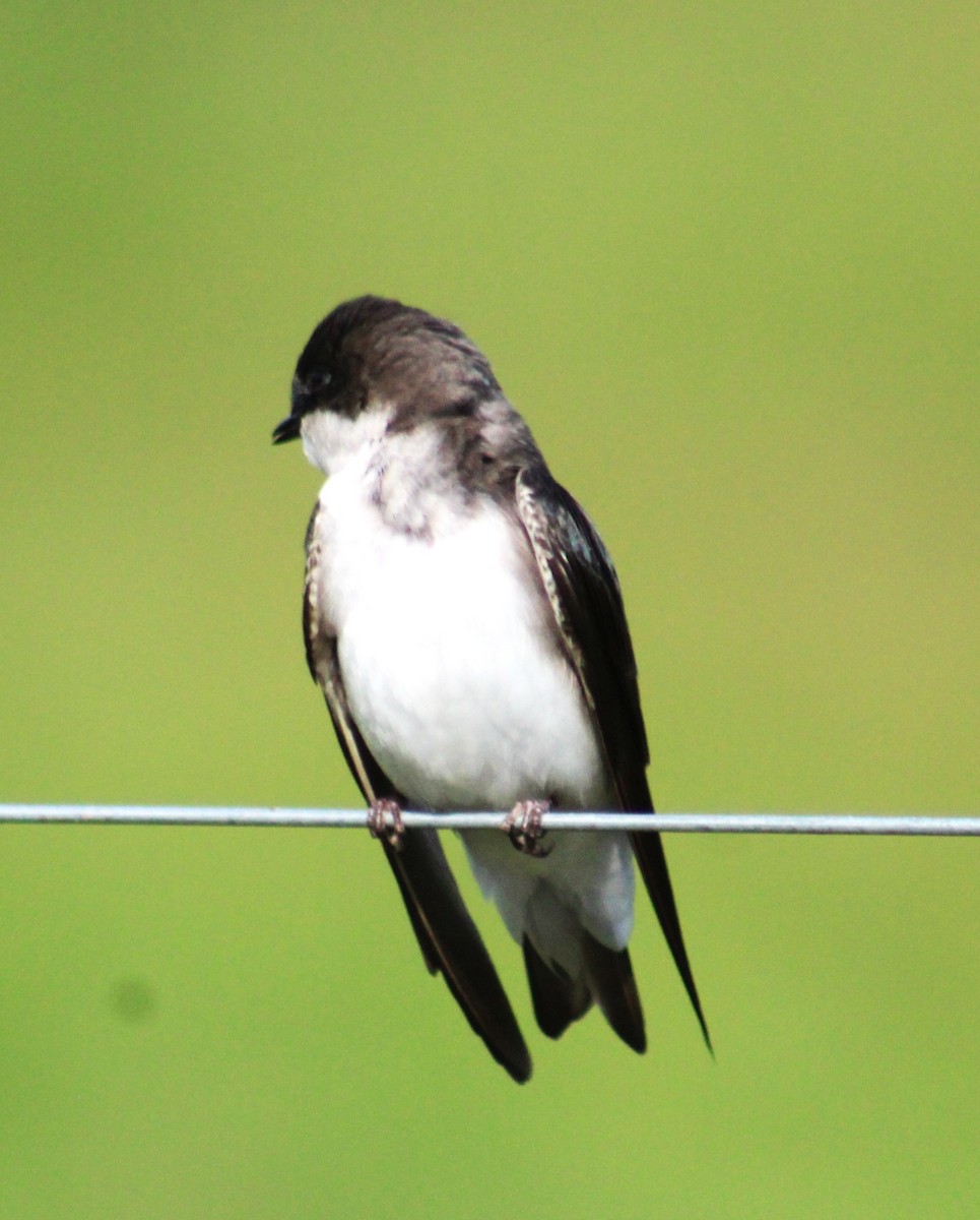 Tree Swallow - ML618049042