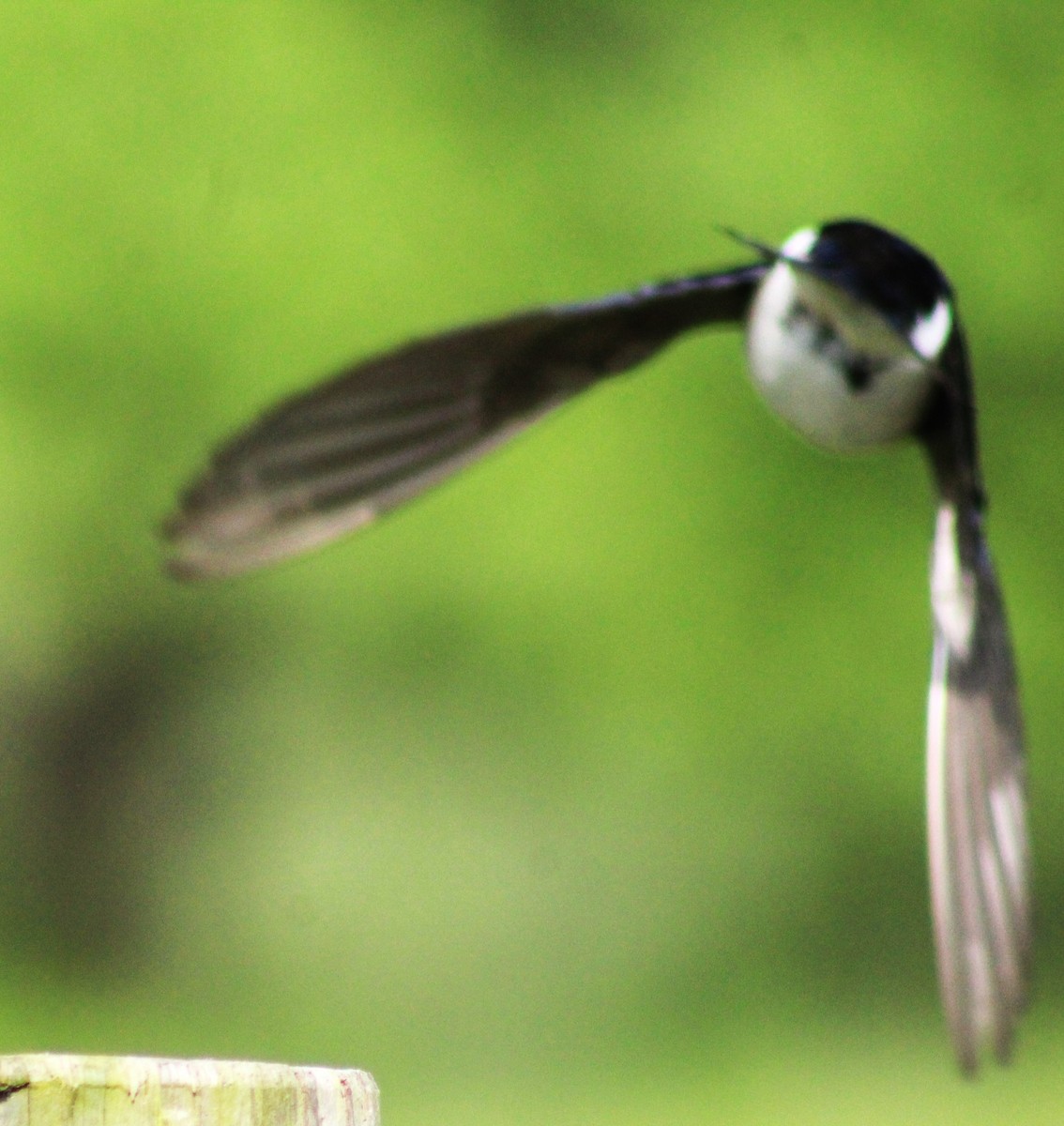 Tree Swallow - ML618049043