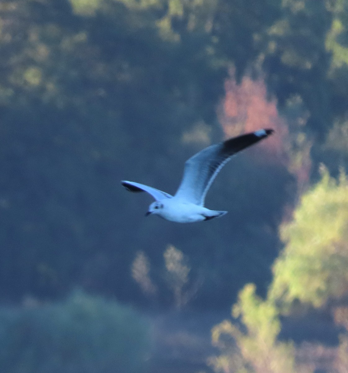 Andean Gull - Chris Hayward