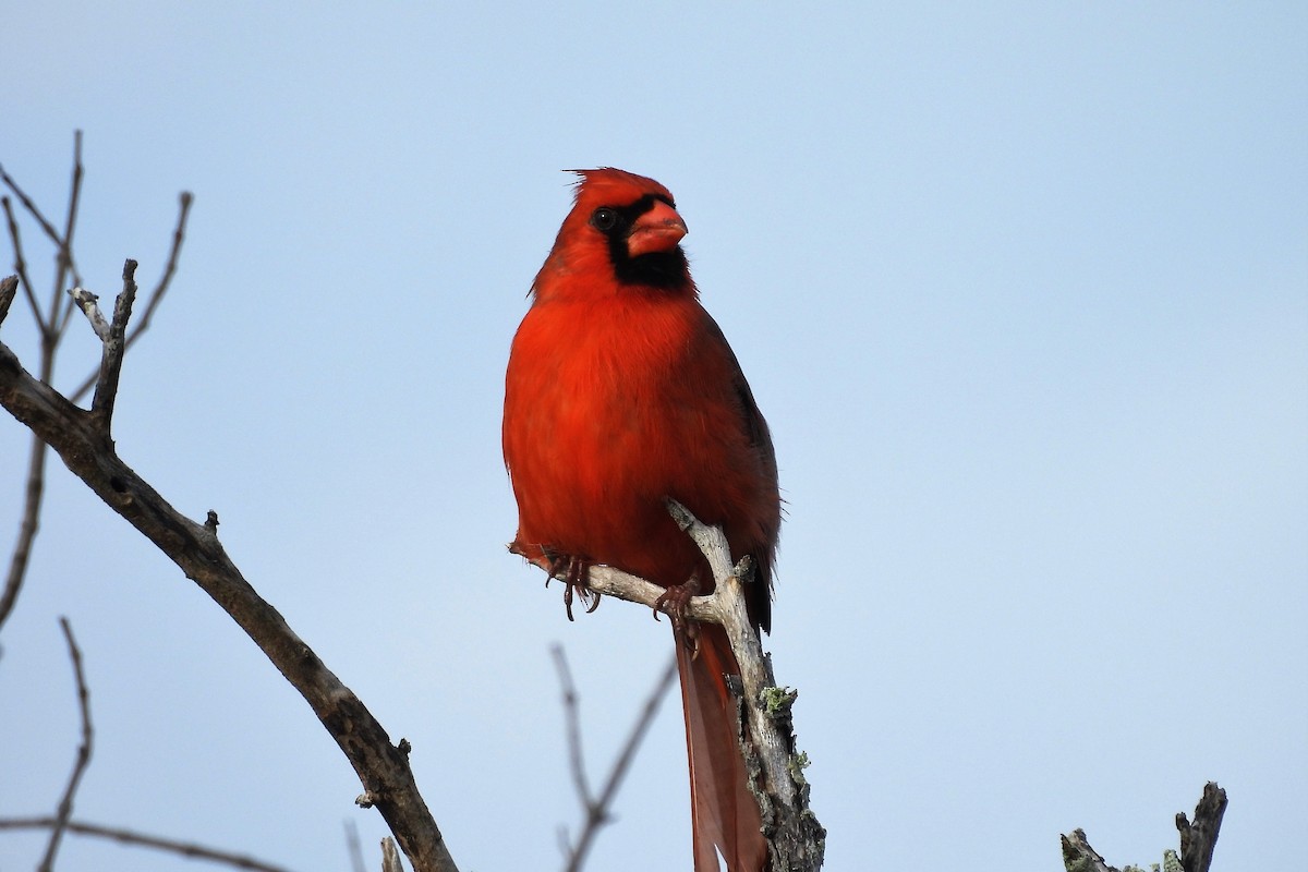 Cardinal rouge - ML618049069