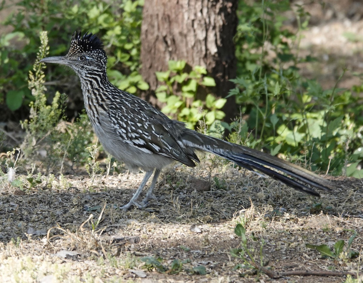 Greater Roadrunner - ML618049141