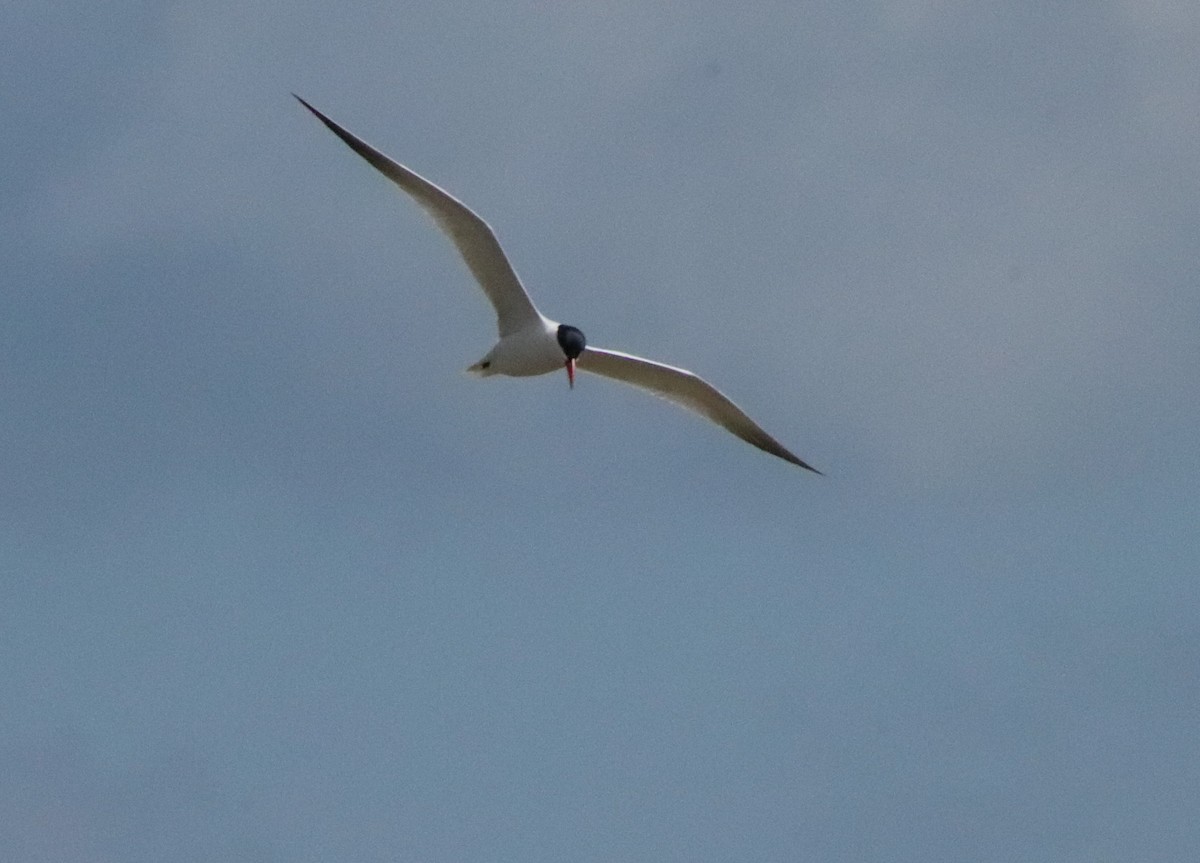 Caspian Tern - ML618049154