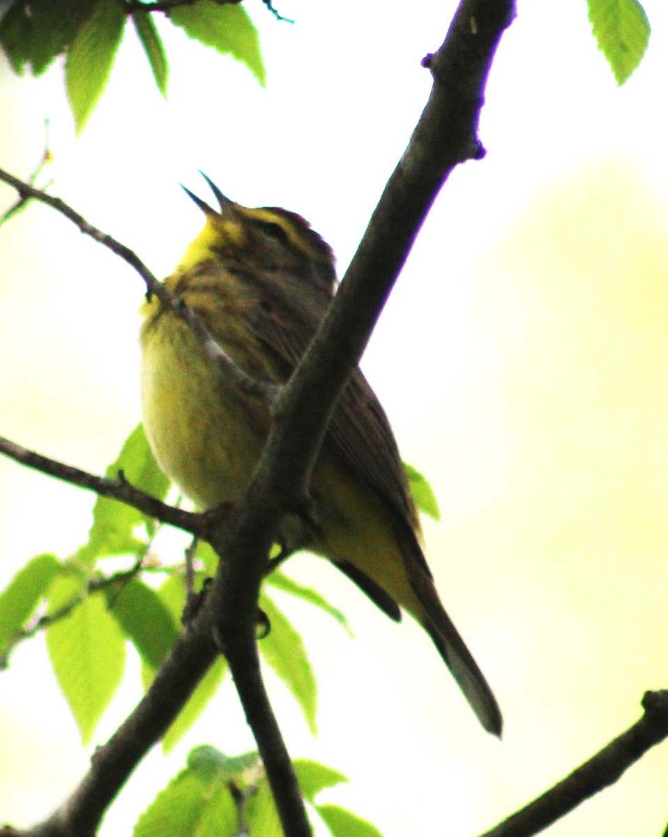 Palm Warbler - ML618049159