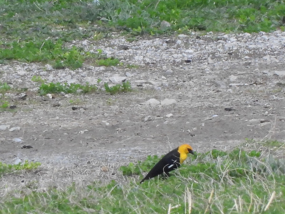 Yellow-headed Blackbird - Tim Ward