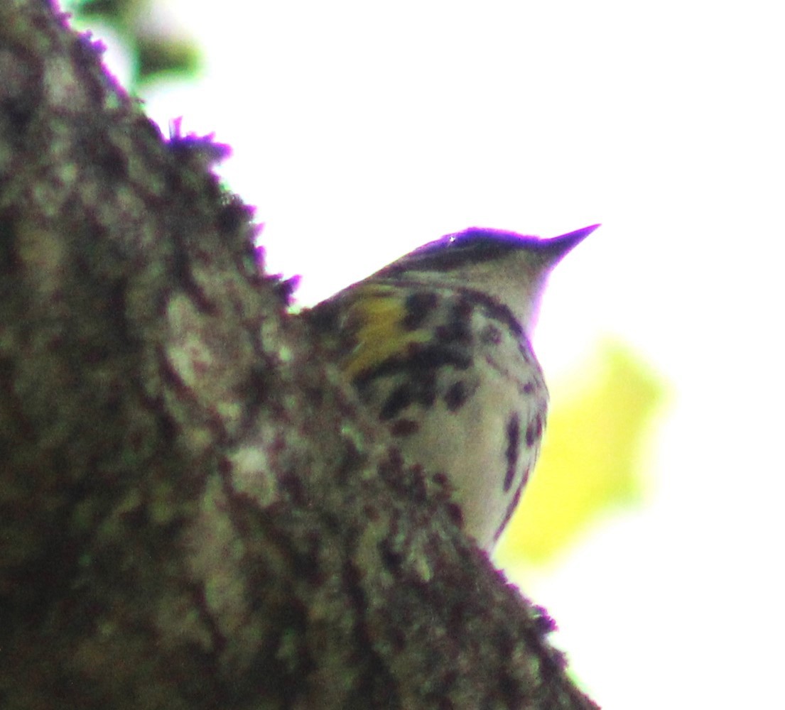 Yellow-rumped Warbler - Judith Davis